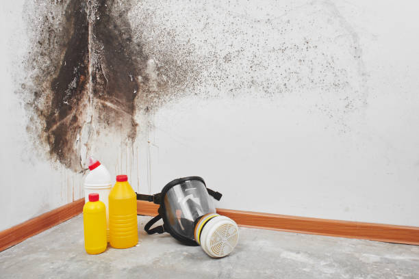 Best Mold Testing and Inspection Services in East Pepperell, MA