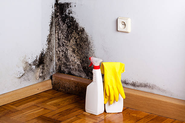 Best DIY Mold Remediation Support Services in East Pepperell, MA